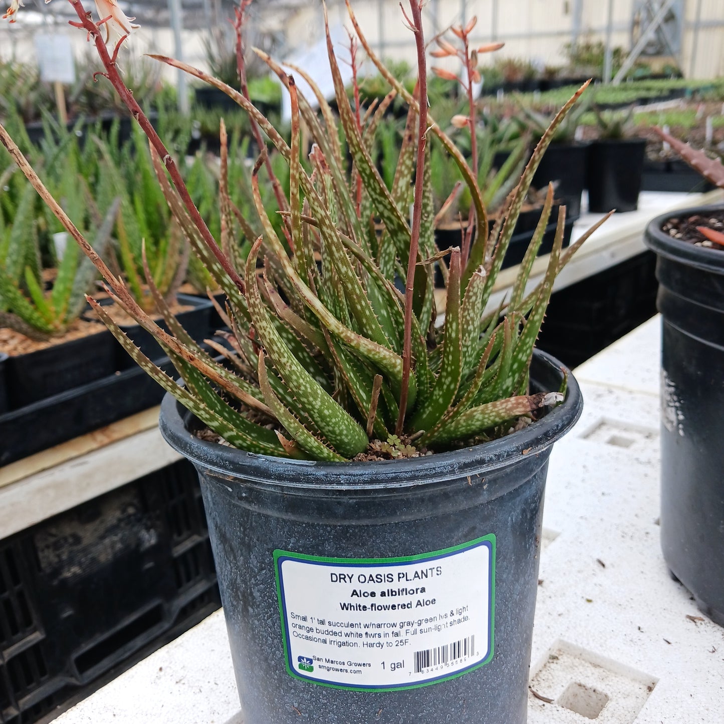 aloe albiflora in 1 ga pot