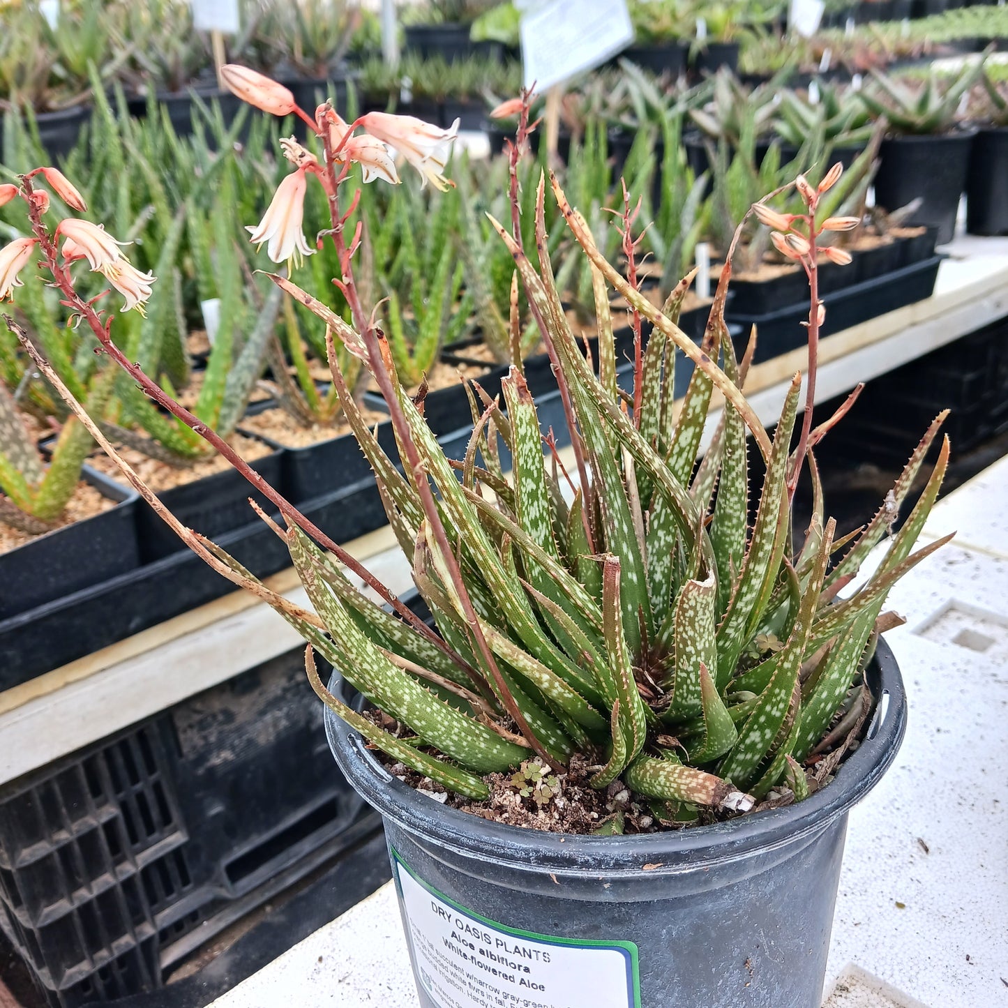 aloe albiflora in 1 ga pot