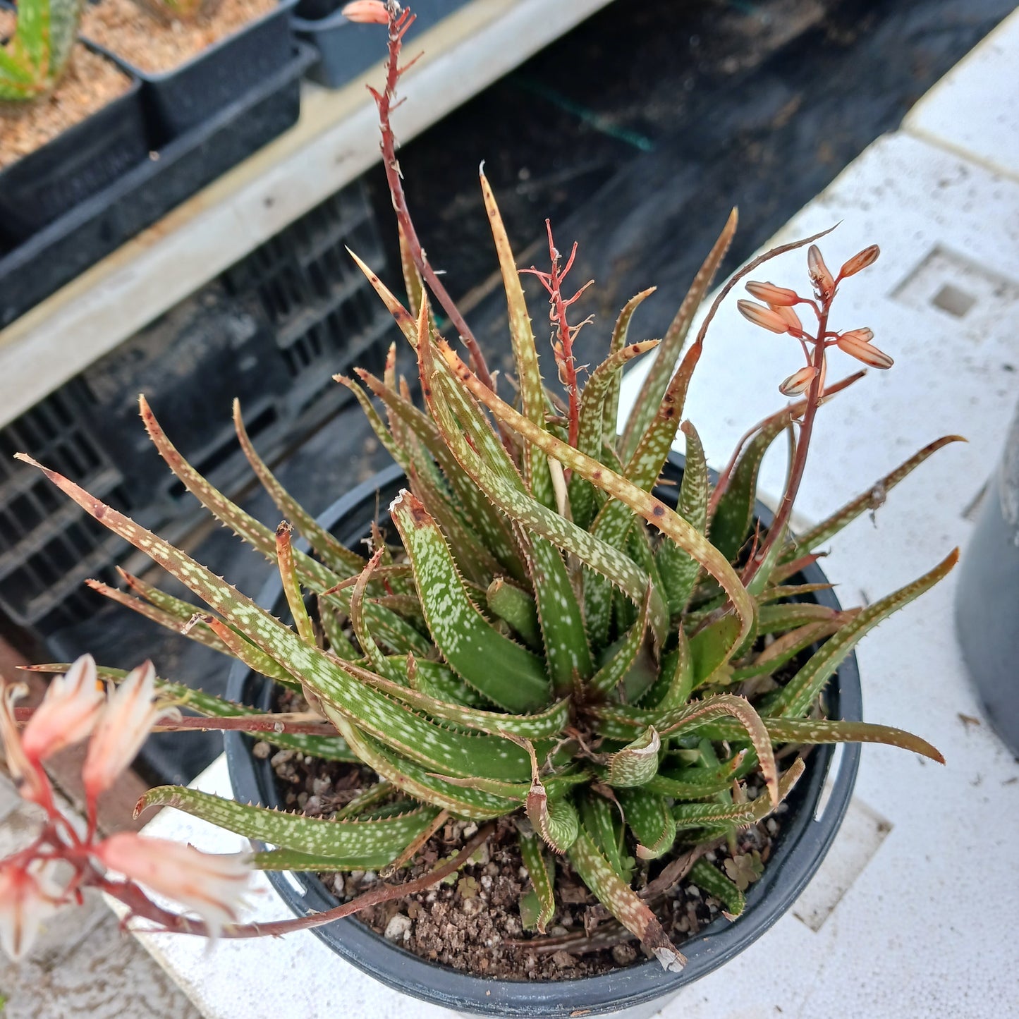 overhead view of aloe albiflora in 1 ga pot