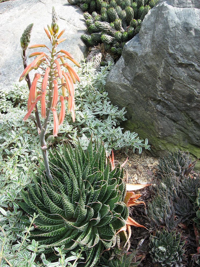 Aloe aristata