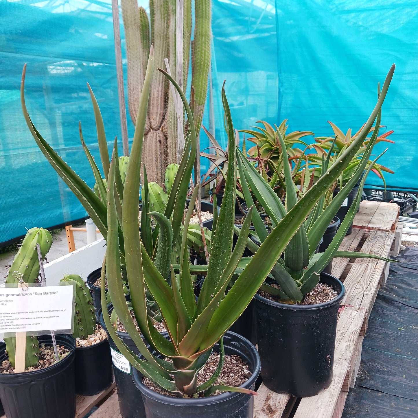 Aloe barberae