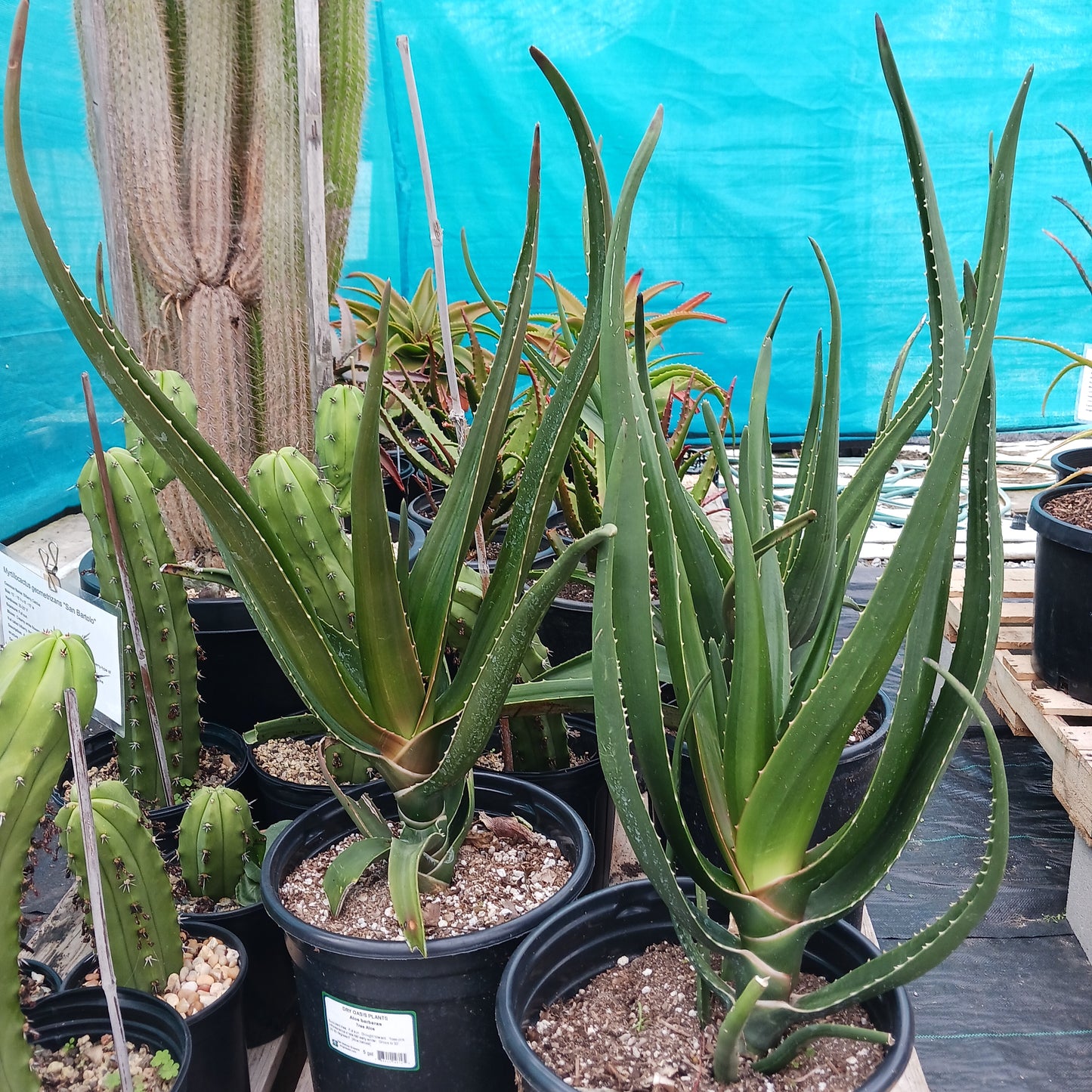 Aloe barberae