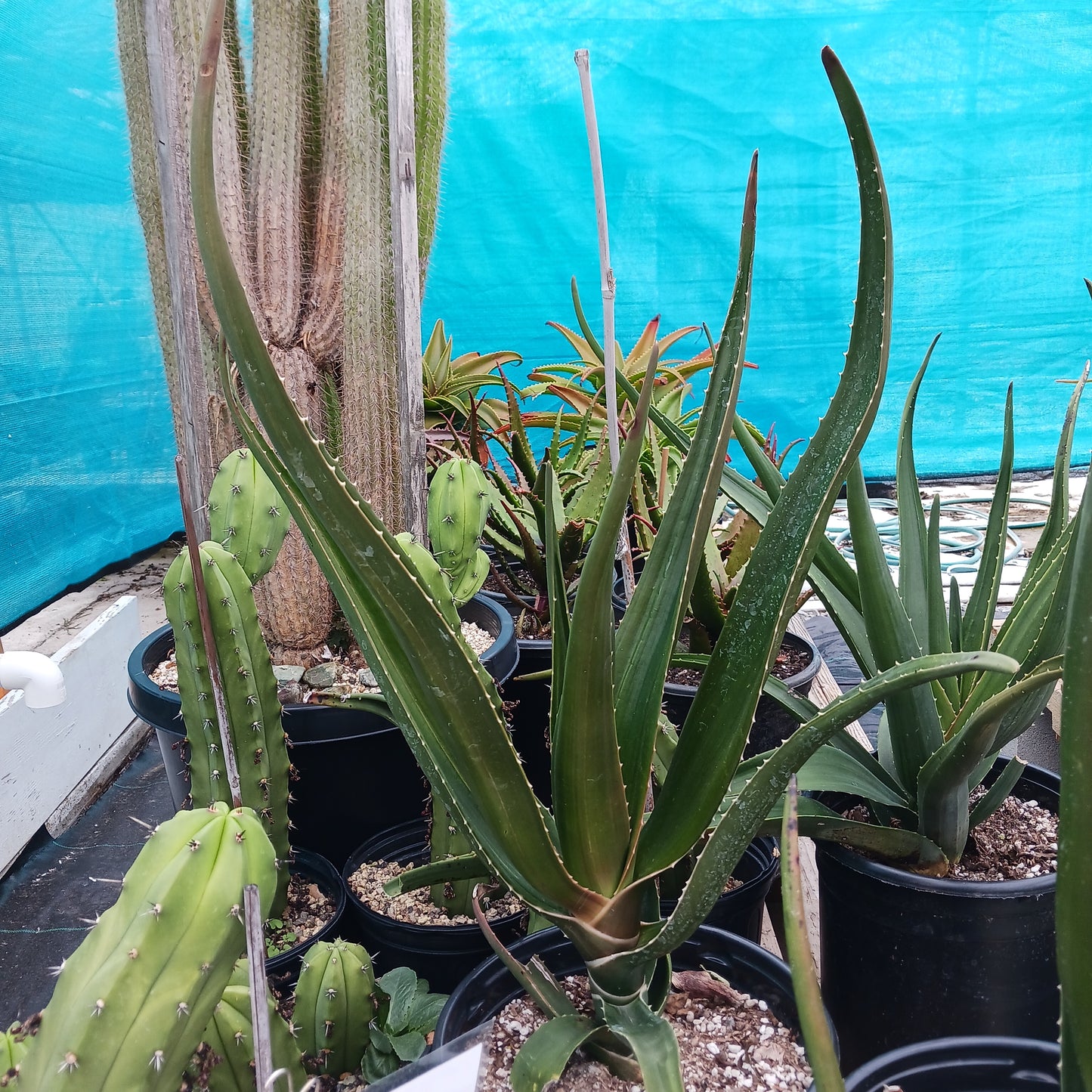 Aloe barberae