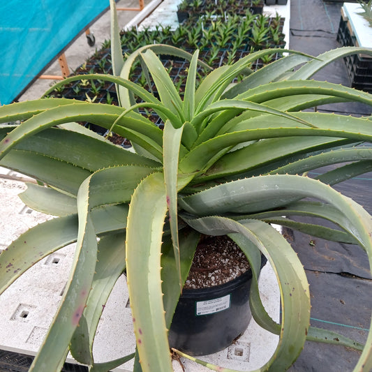 Aloe "Birds and Bees" in a 7ga nursery pot