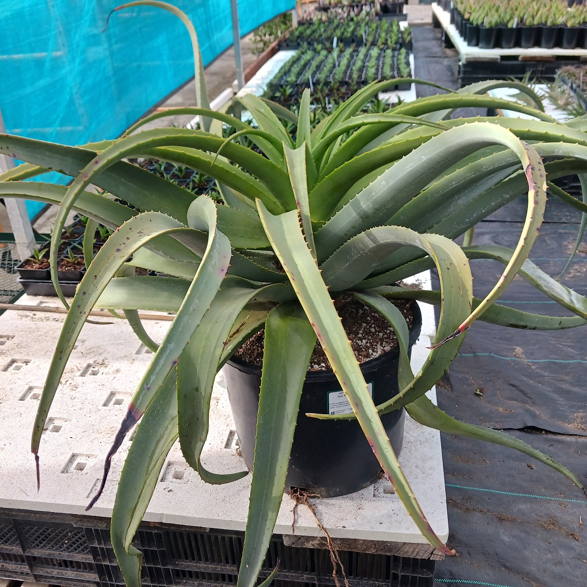 Aloe "Birds and Bees" in a 7ga nursery pot