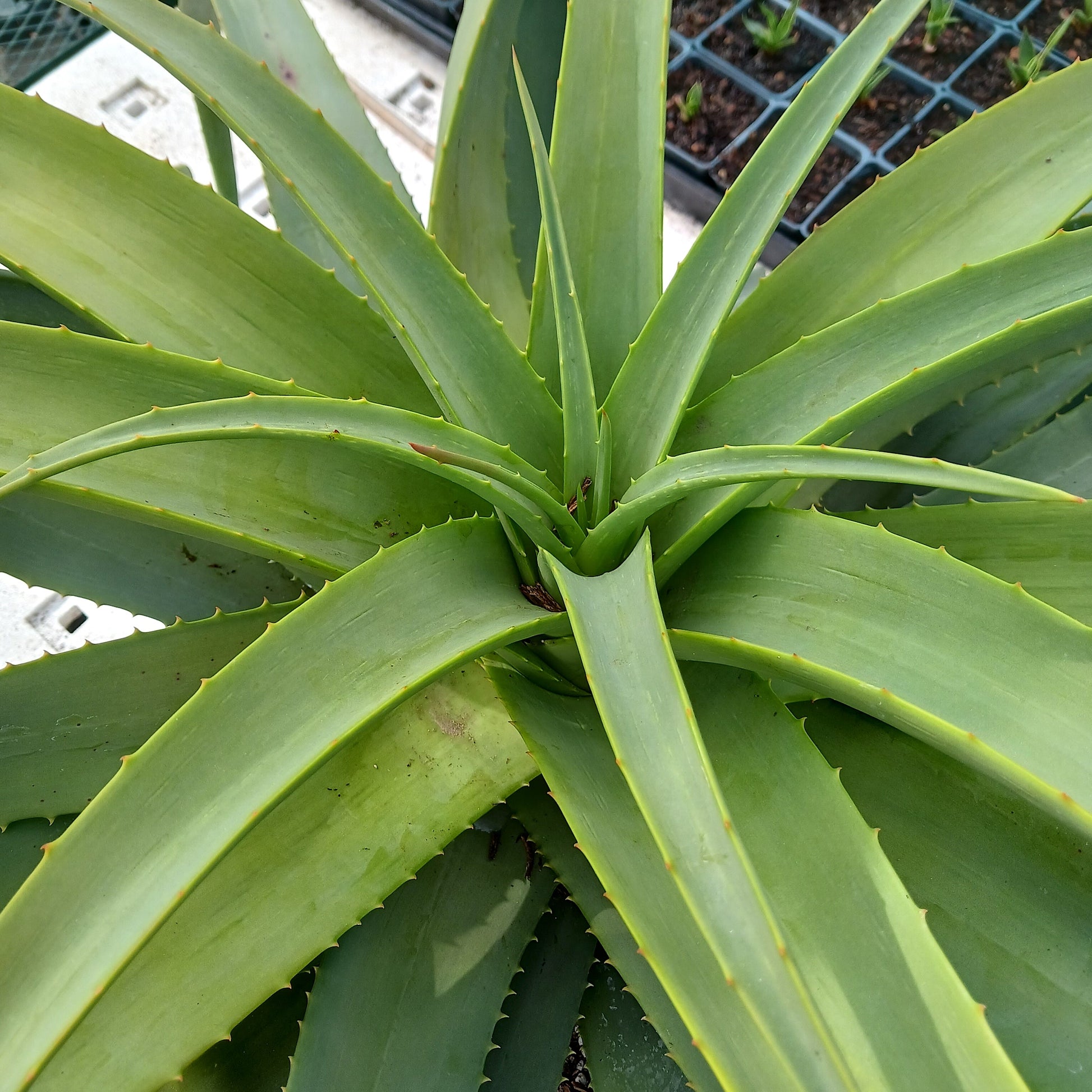 top view of Aloe "Birds and Bees" in a 7ga nursery pot