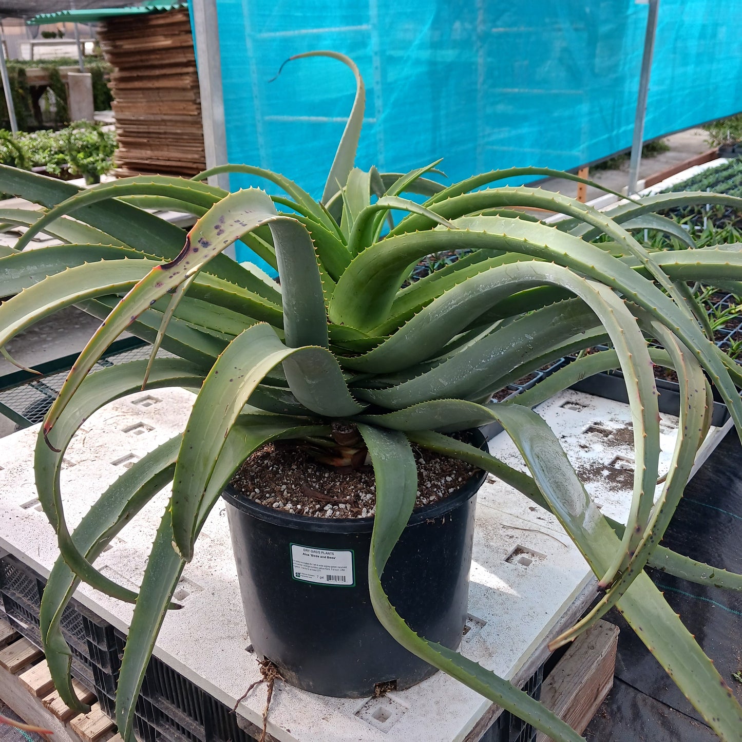 Aloe "Birds and Bees" in a 7ga nursery pot