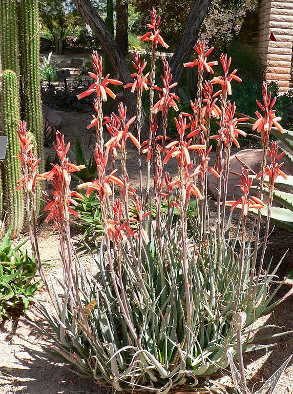 Aloe "Blue Elf" in landscape