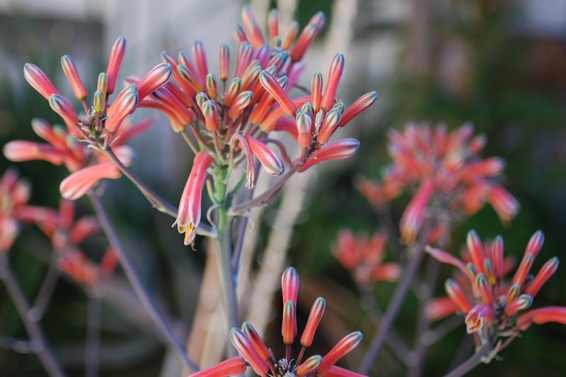 Aloe branddraaiensis flower