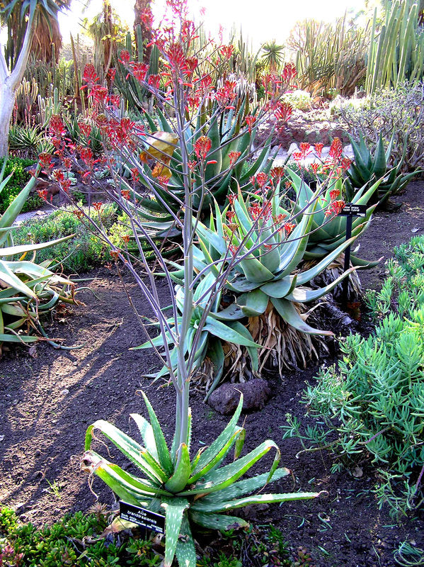 Aloe branddraaiensis