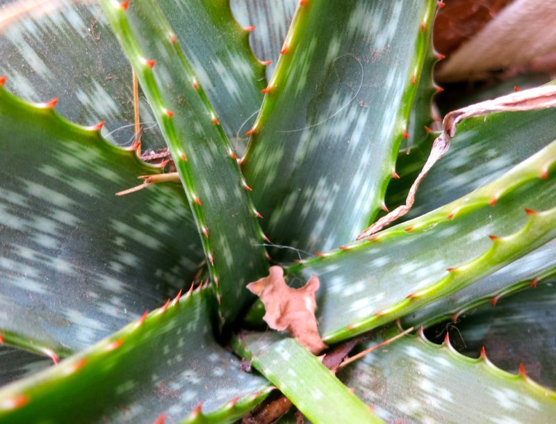 Aloe branddraaiensis close up of leaf spotting pattern