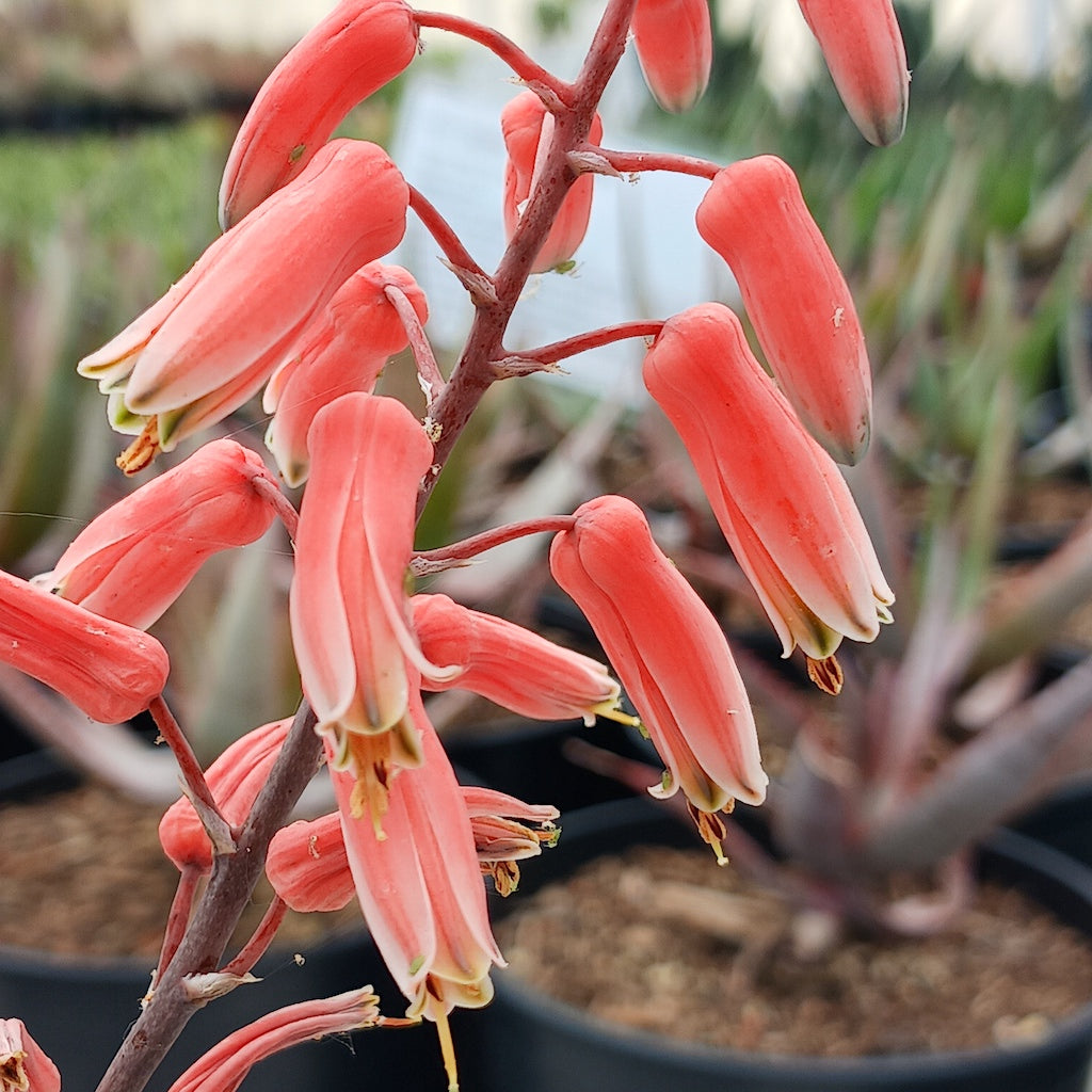 Aloe "Brown Betty" flower