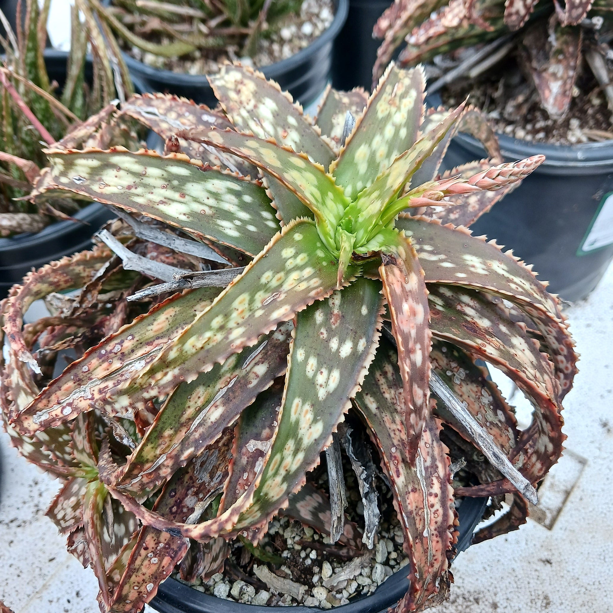 aloe vera plant looking brown Aloe "Brown Betty"