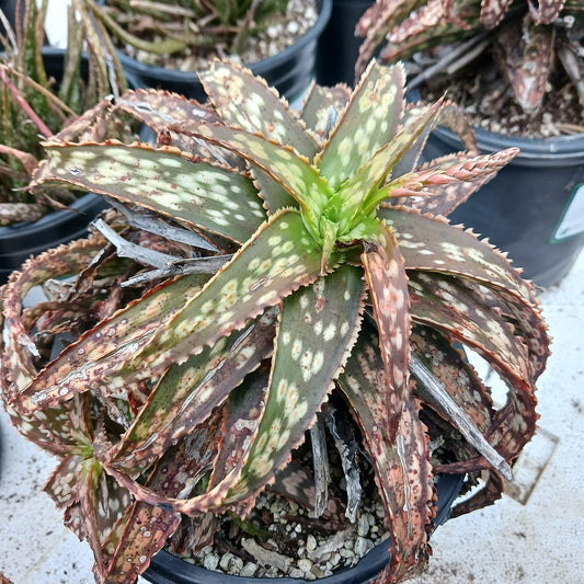 Aloe "Brown Betty" - 1ga