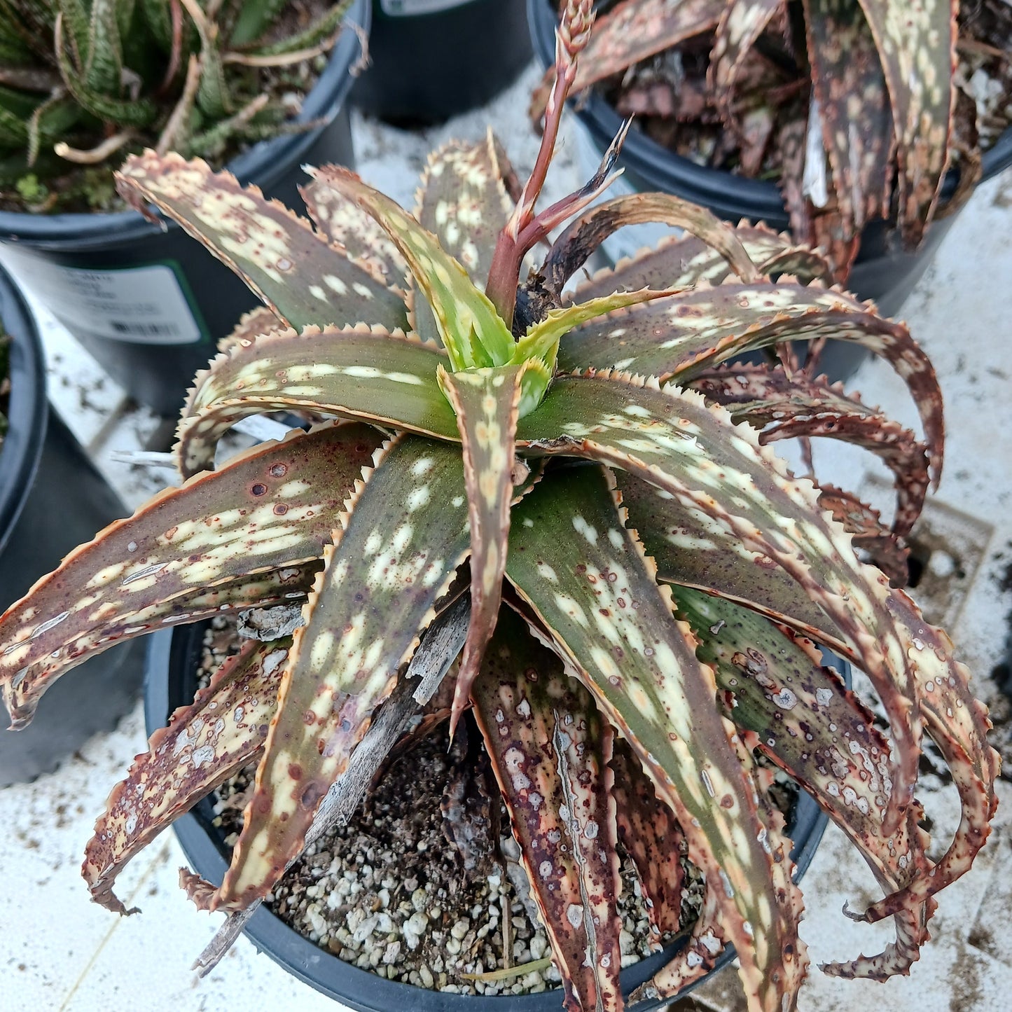 Aloe "Brown Betty" - 1ga