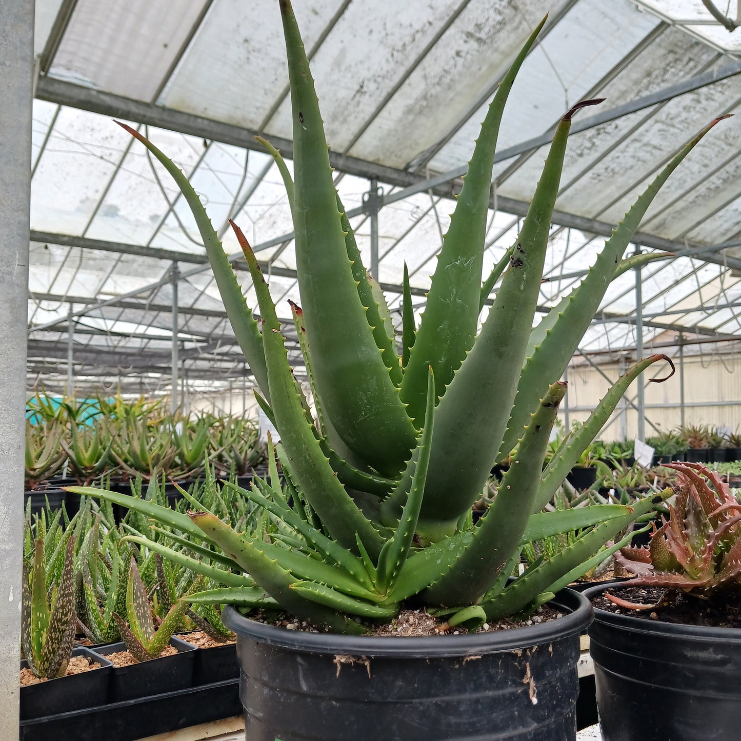 Aloe "Carpinteria Gem" in 3gal nursery pot