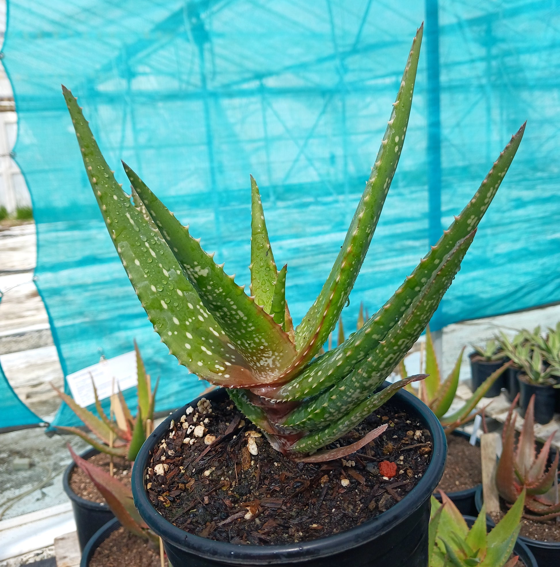Aloe Chabaudii "Orange Burst" 1ga