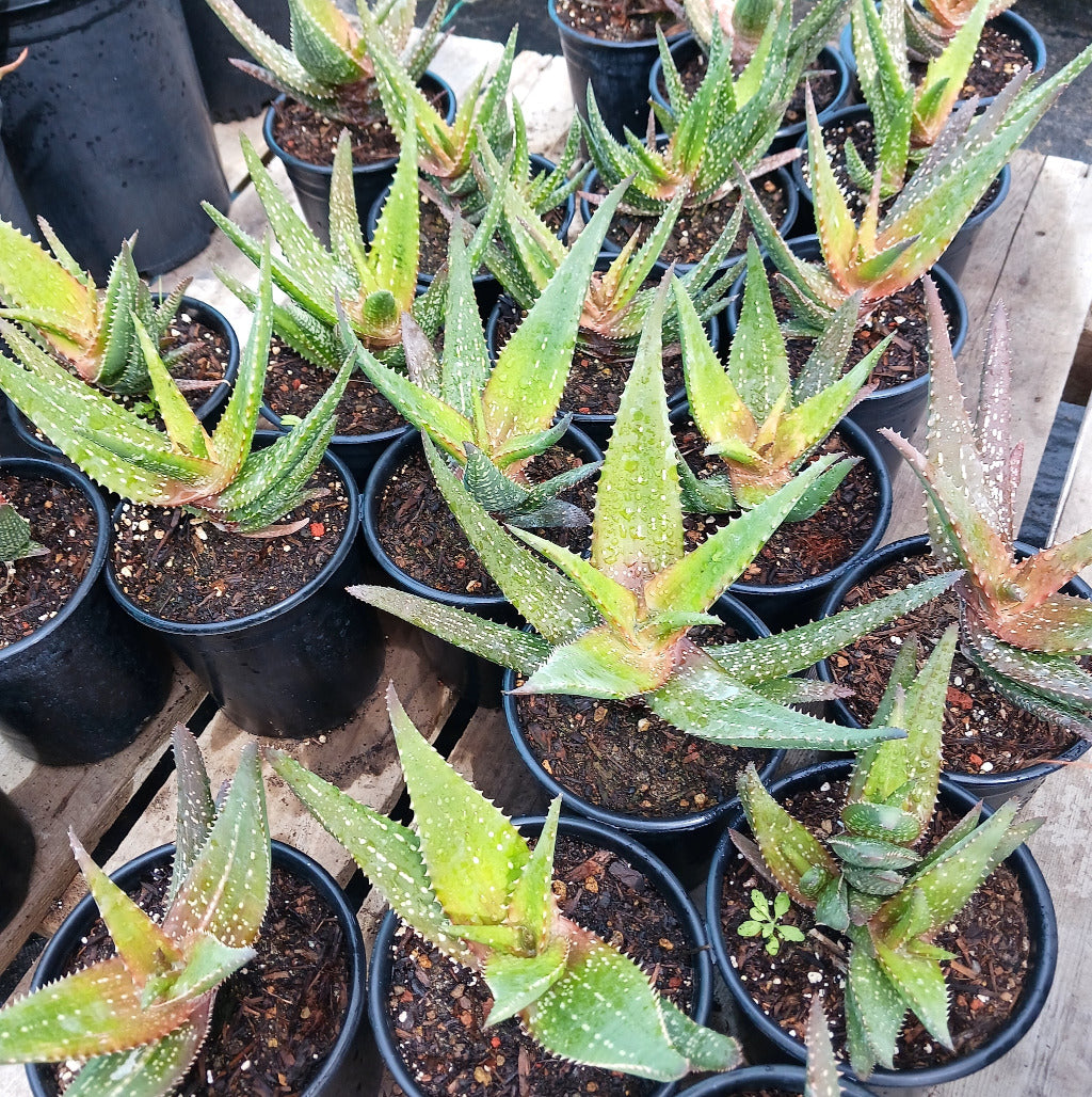 many Aloe Chabaudii "Orange Burst" 1ga