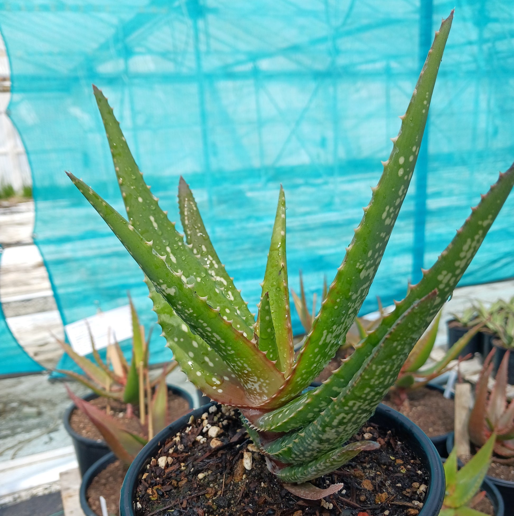 Aloe Chabaudii "Orange Burst" 1ga