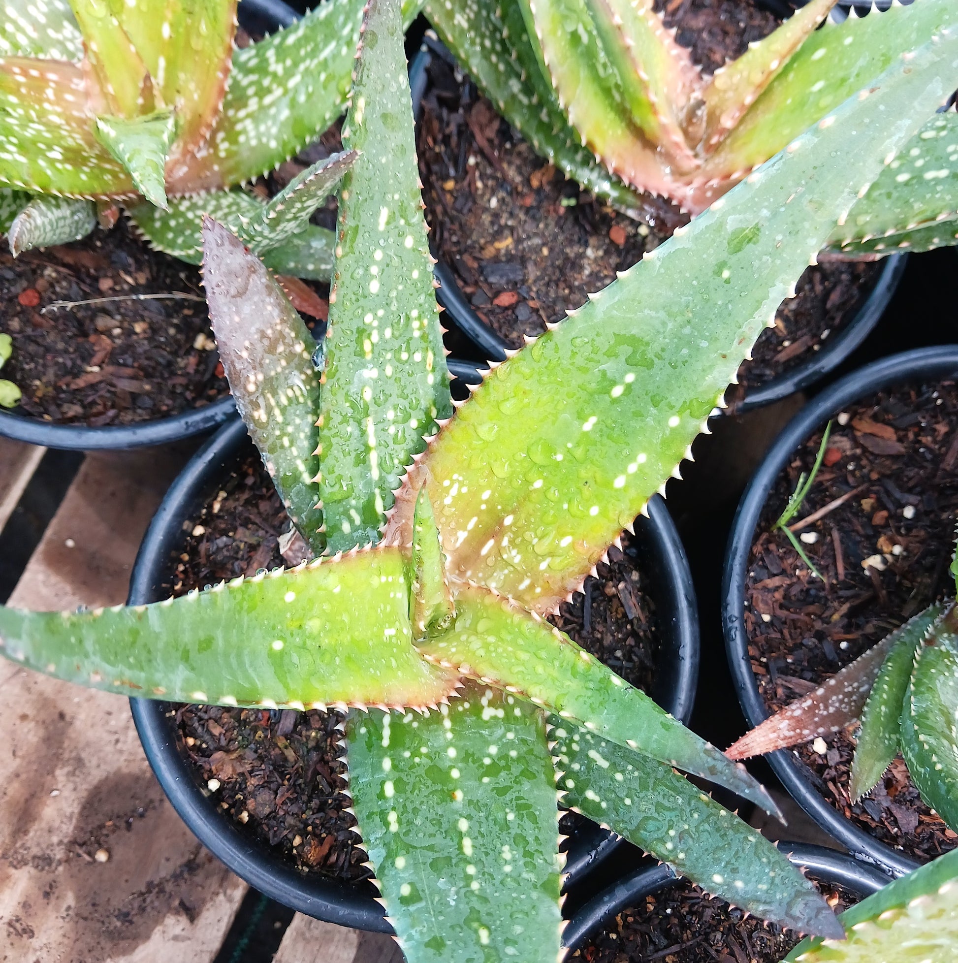 Aloe Chabaudii "Orange Burst" 1ga