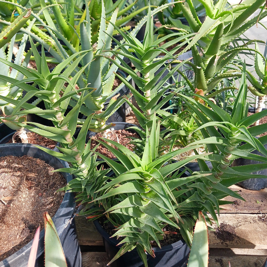 aloe cilaris in 7ga container