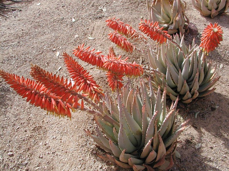 Aloe claviflora