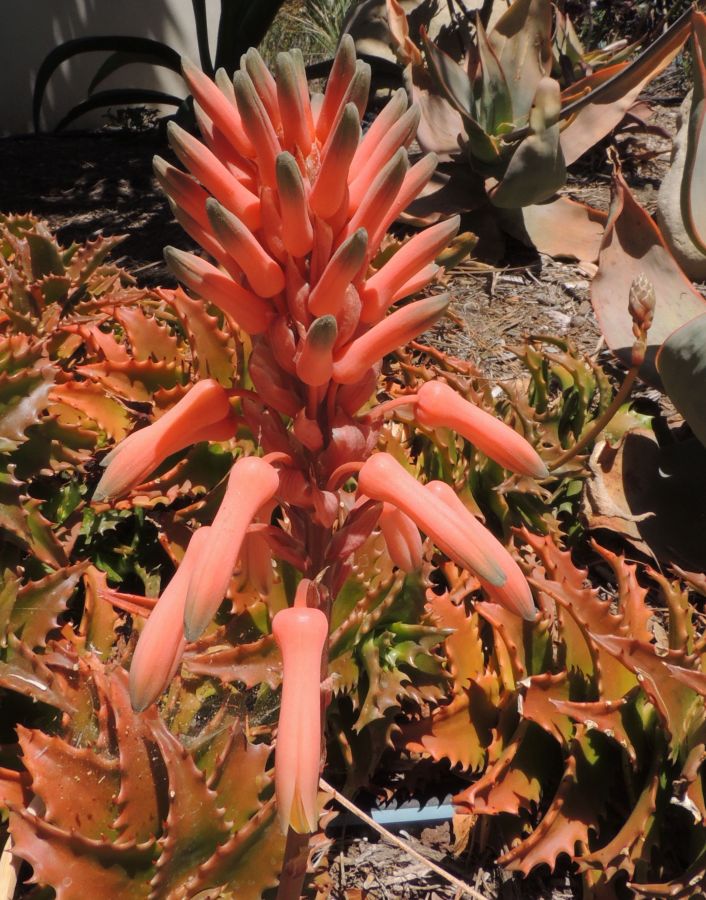 Aloe congolensis