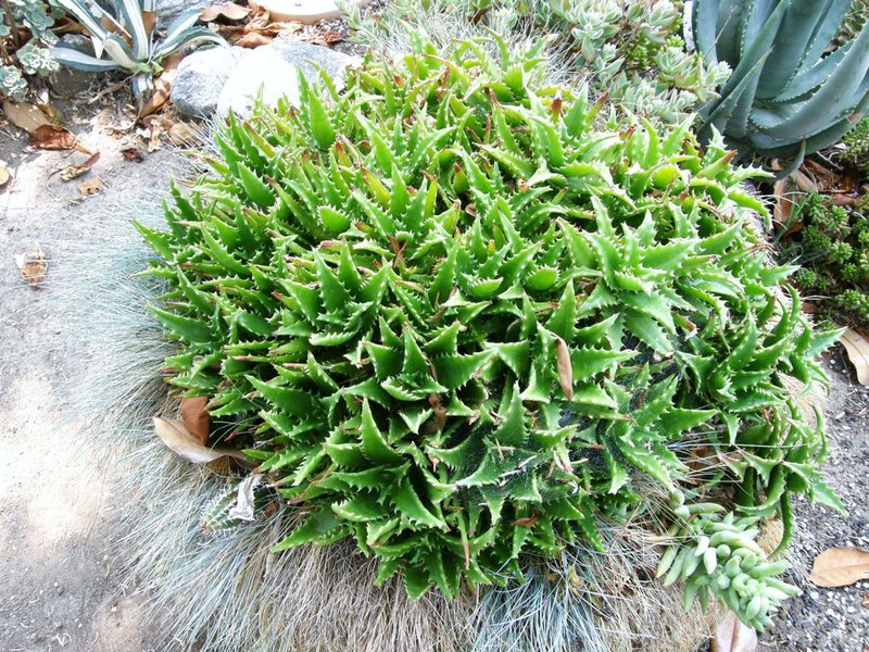 Aloe congolensis