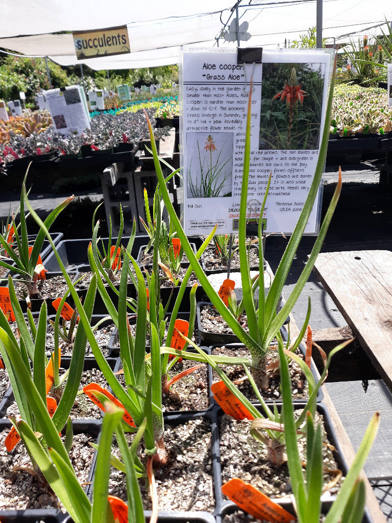 Aloe cooperi
