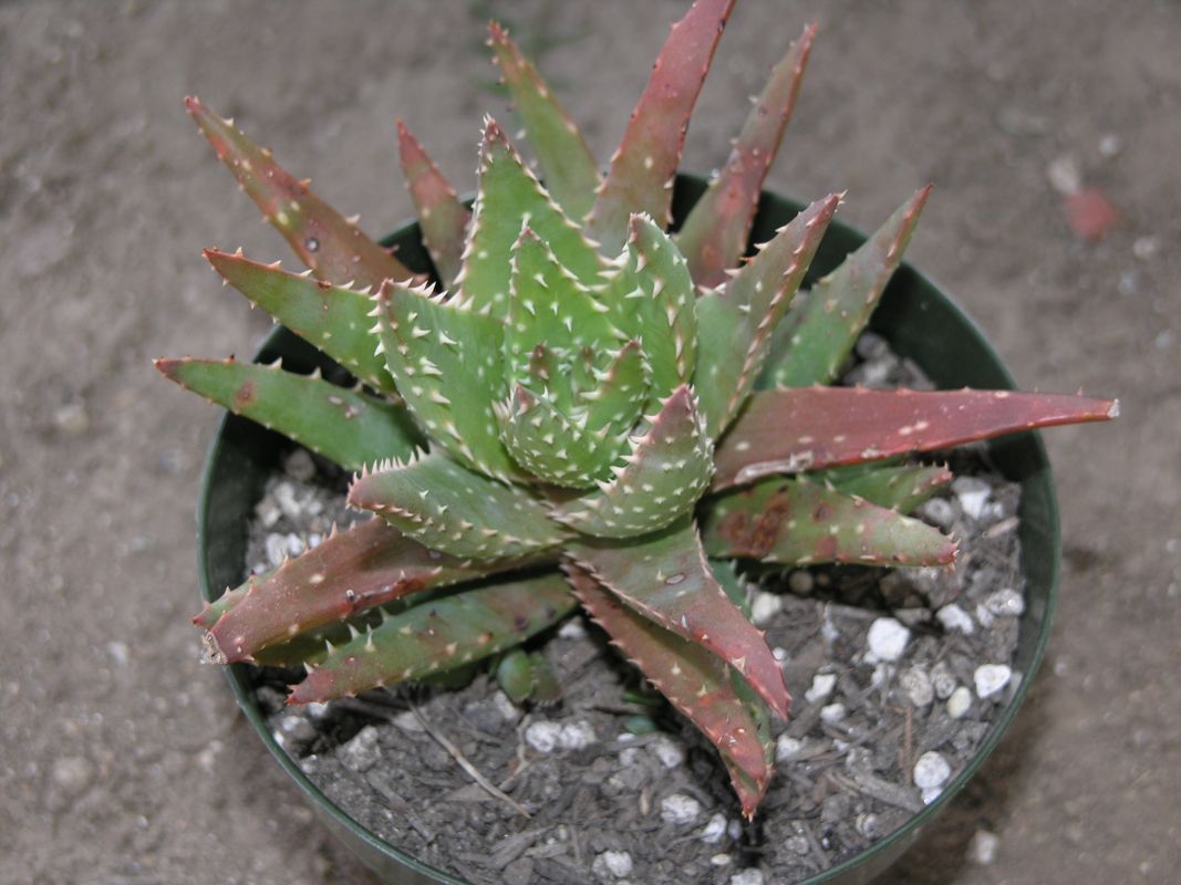 Aloe "Crosby's Prolific" - 4in