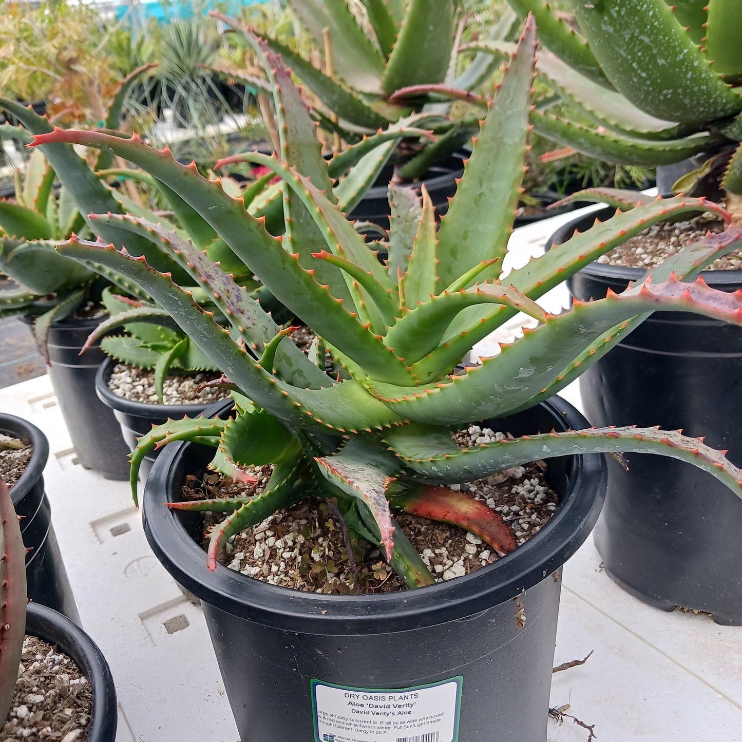 Aloe "David Verity" -3ga