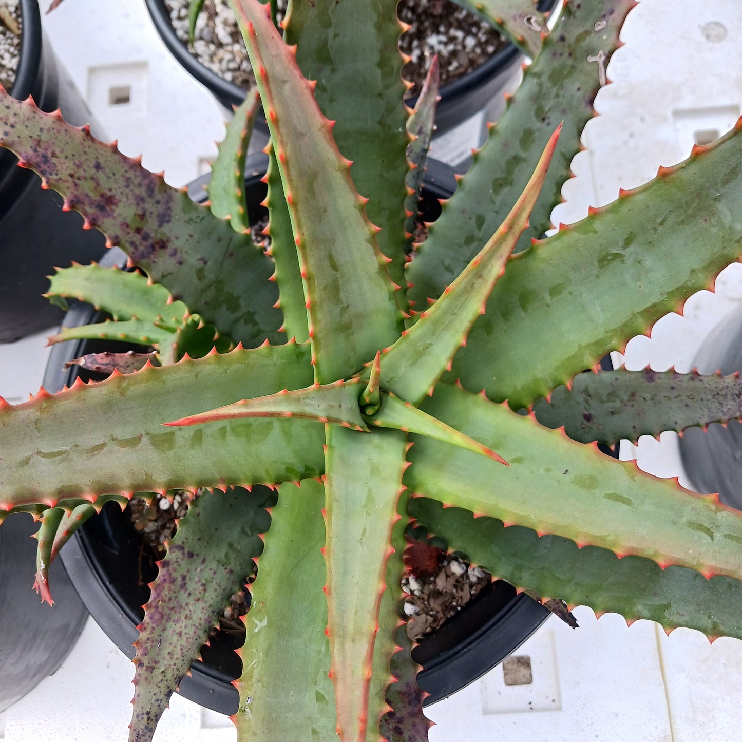Aloe "David Verity" -3ga