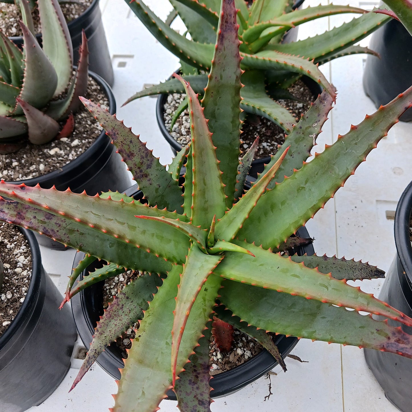 Aloe "David Verity" -3ga
