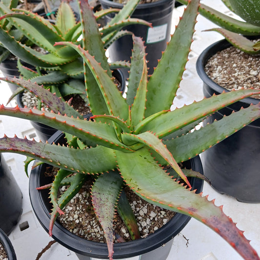 Aloe "David Verity" -3ga