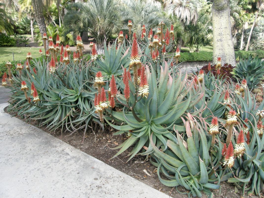 Aloe 'David Verity' colony in garden setting