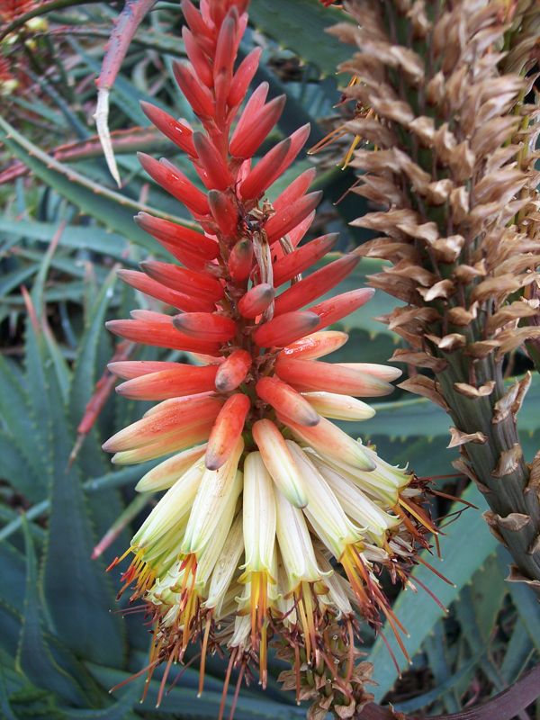 Aloe 'David Verity' flower