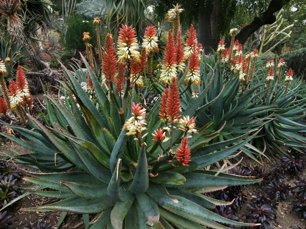 Aloe 'David Verity' in landscape
