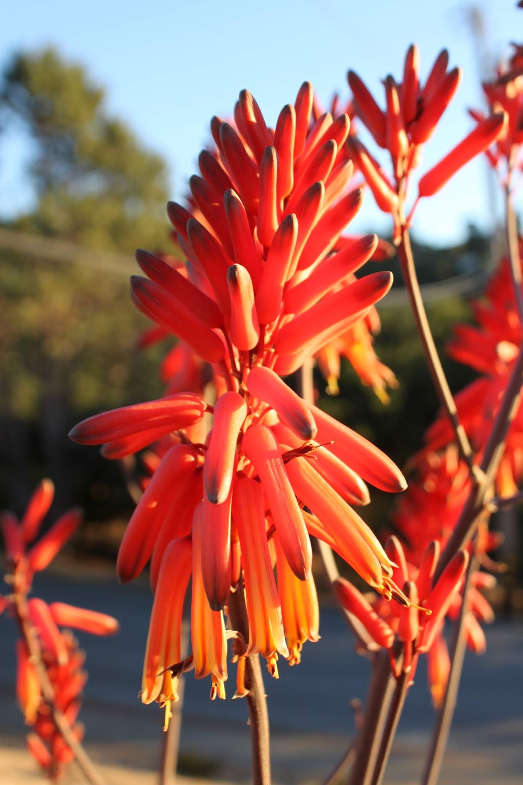 Aloe dawei flower
