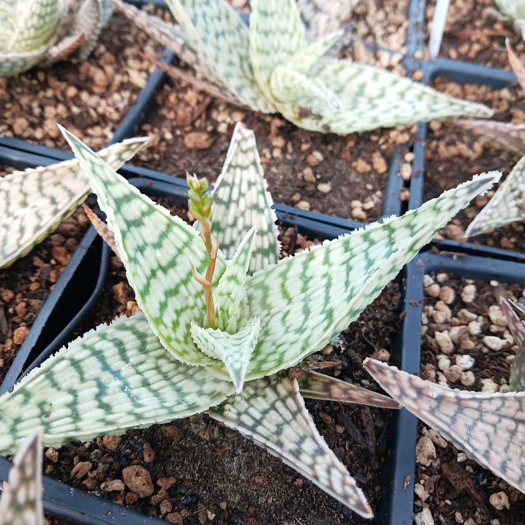 Aloe "Delta Lights" - 4in