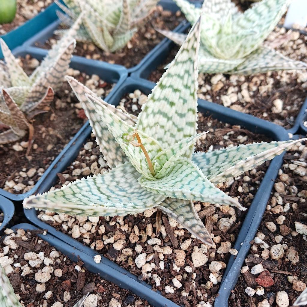 Aloe "Delta Lights" - 4in