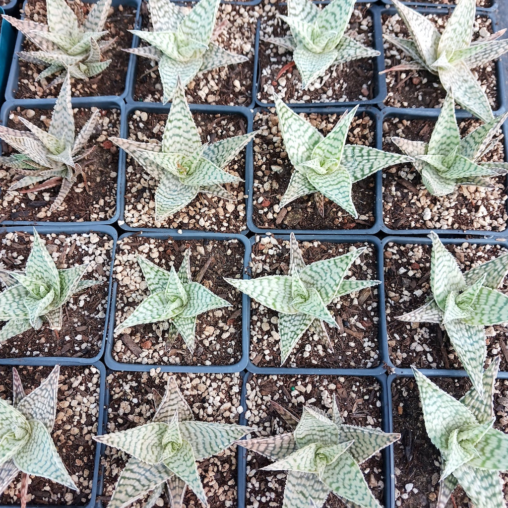 Aloe "Delta Lights" - 4in