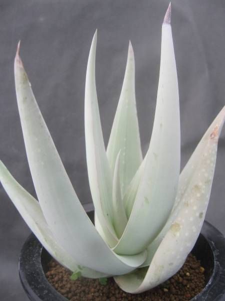 where can i buy a white aloe vera plant Aloe dhufarensis