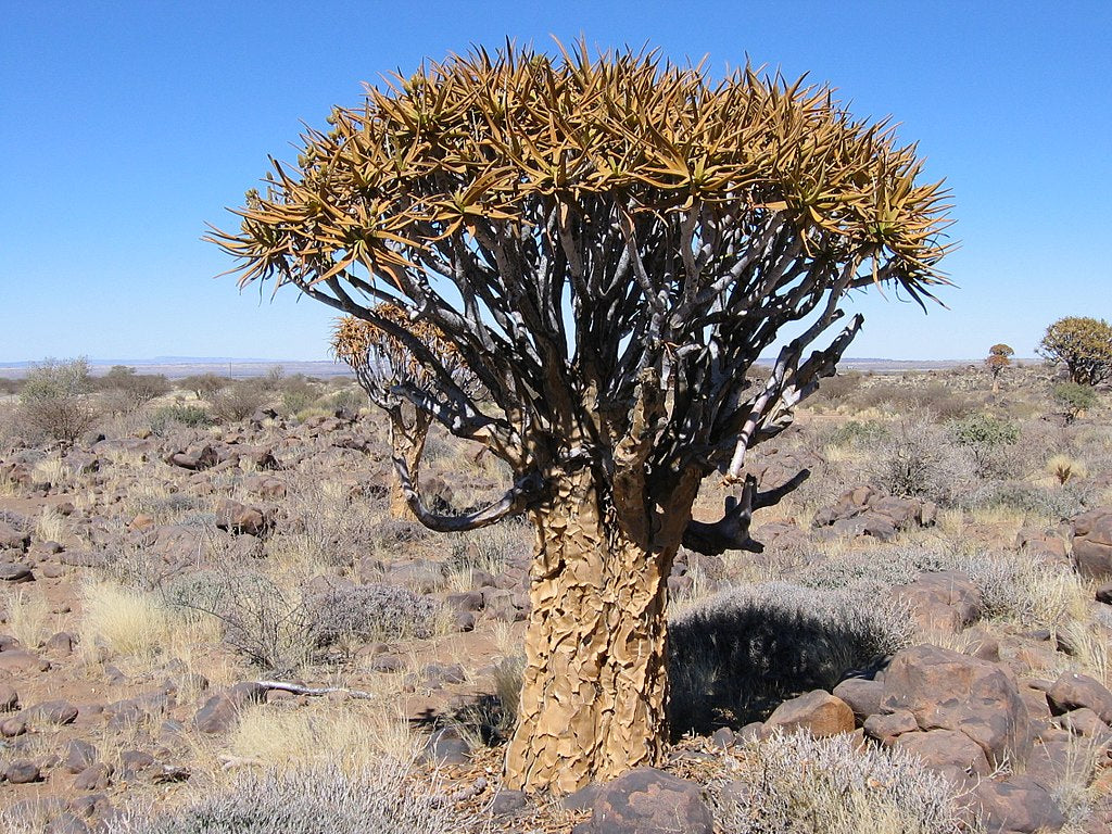 Aloe dichotoma tree in wild