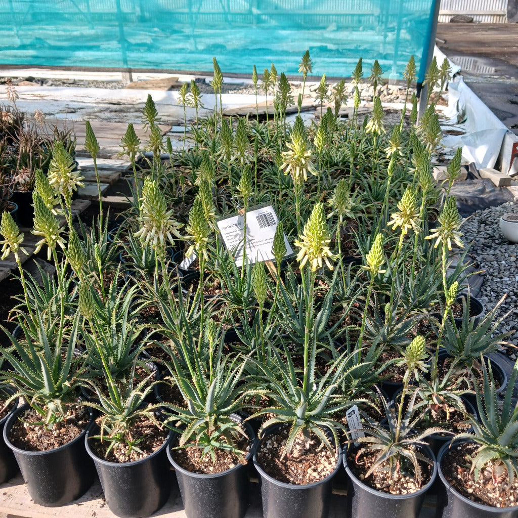 aloe vera plant nursery near me Aloe "Dwarf White"