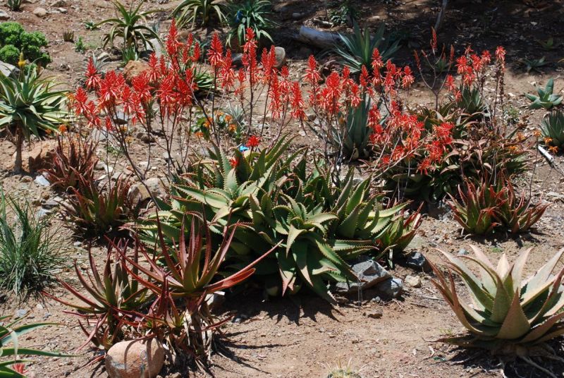 Aloe elgonica in landscape