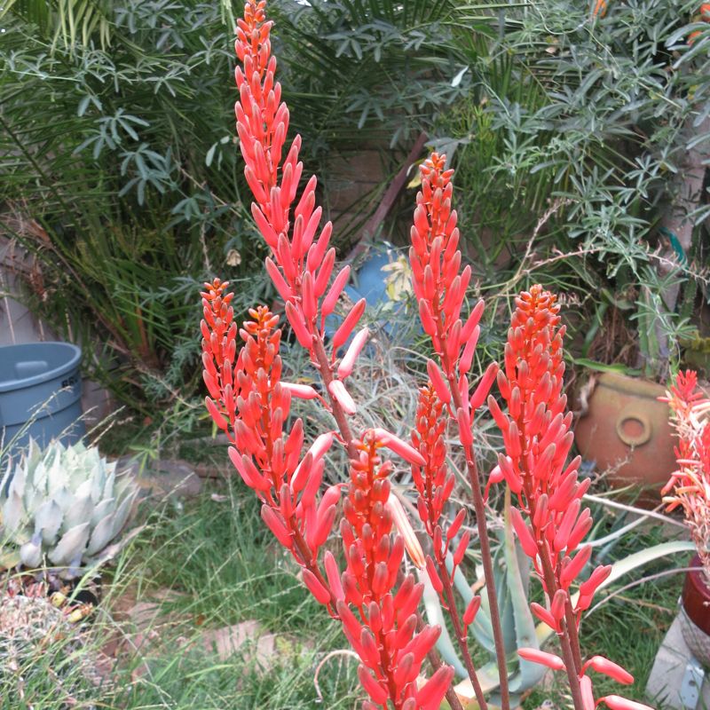 Aloe elgonica flower stalk