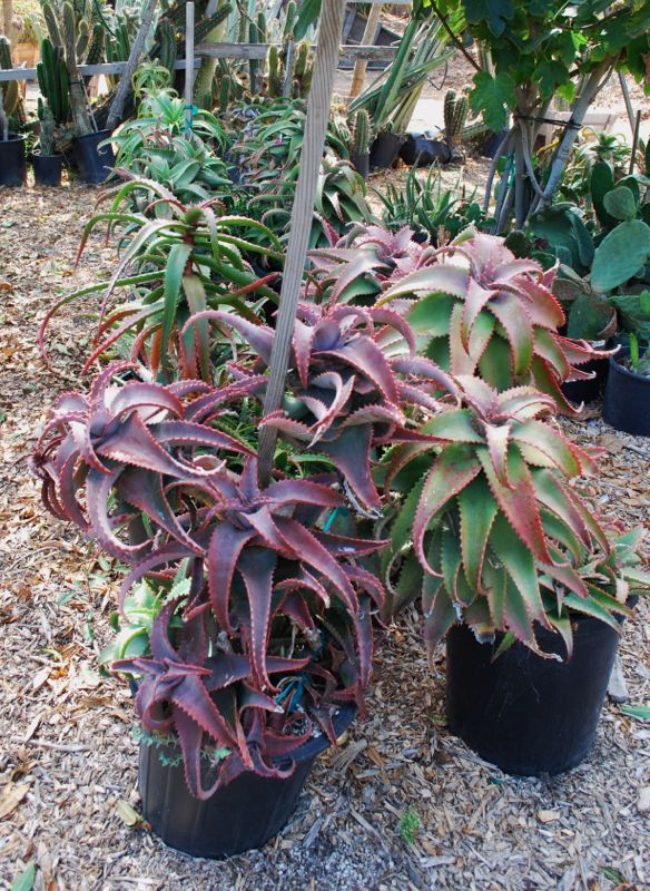 Aloe elgonica