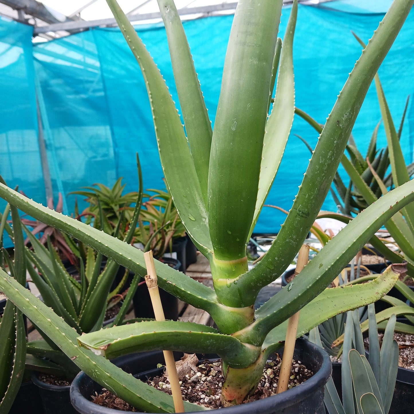 Aloe eminens "Koko Crater" - 2ga