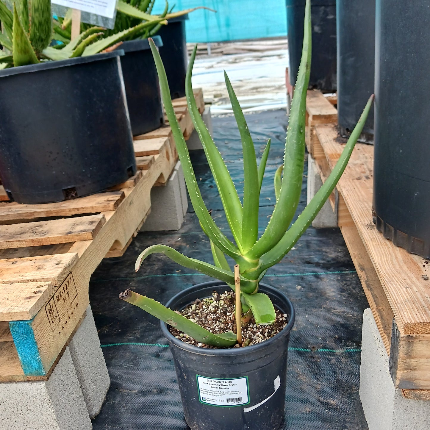 Aloe eminens "Koko Crater" - 2ga