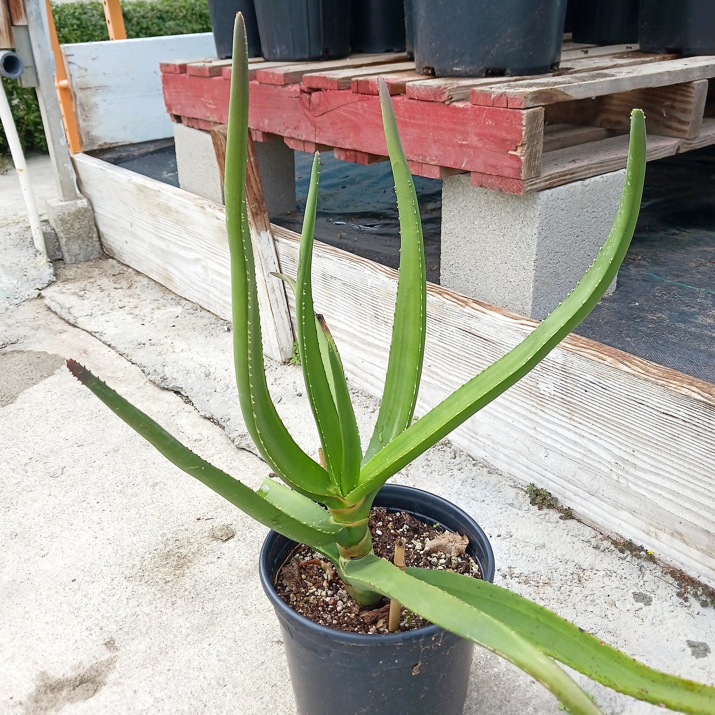 Aloe eminens "Koko Crater" - 2ga